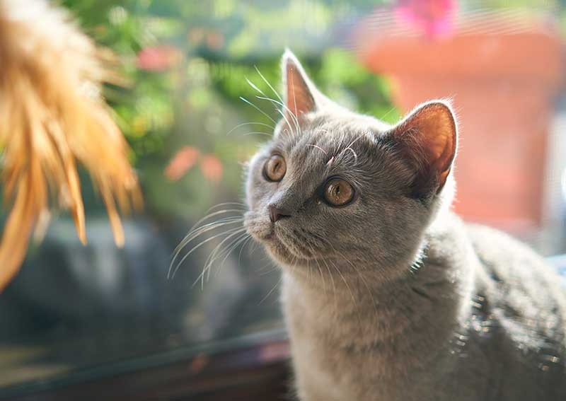 Carousel Slide 4: Cat