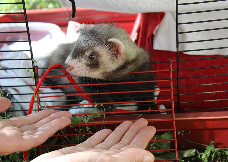 Carousel Slide 5: Ferret
