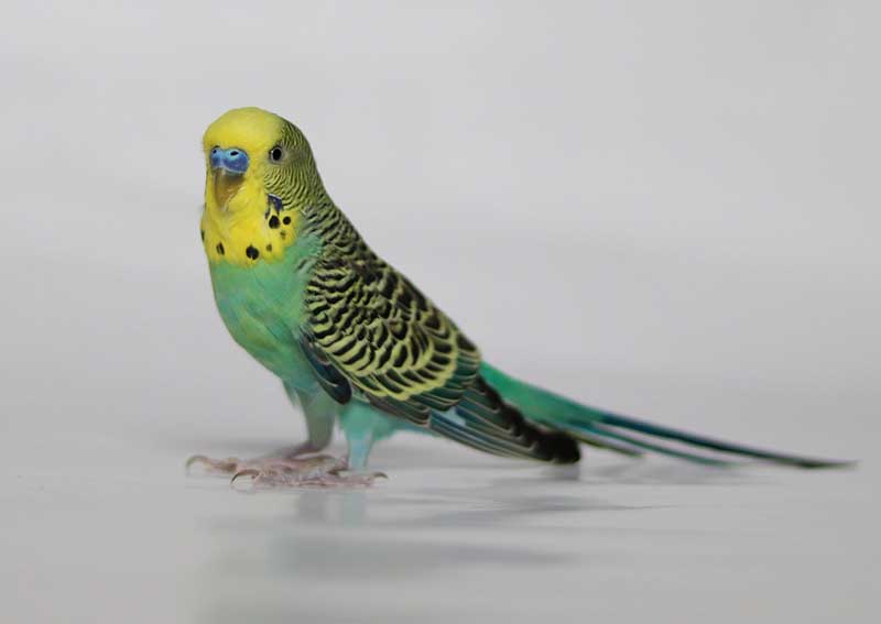 Carousel Slide 6: Parakeet